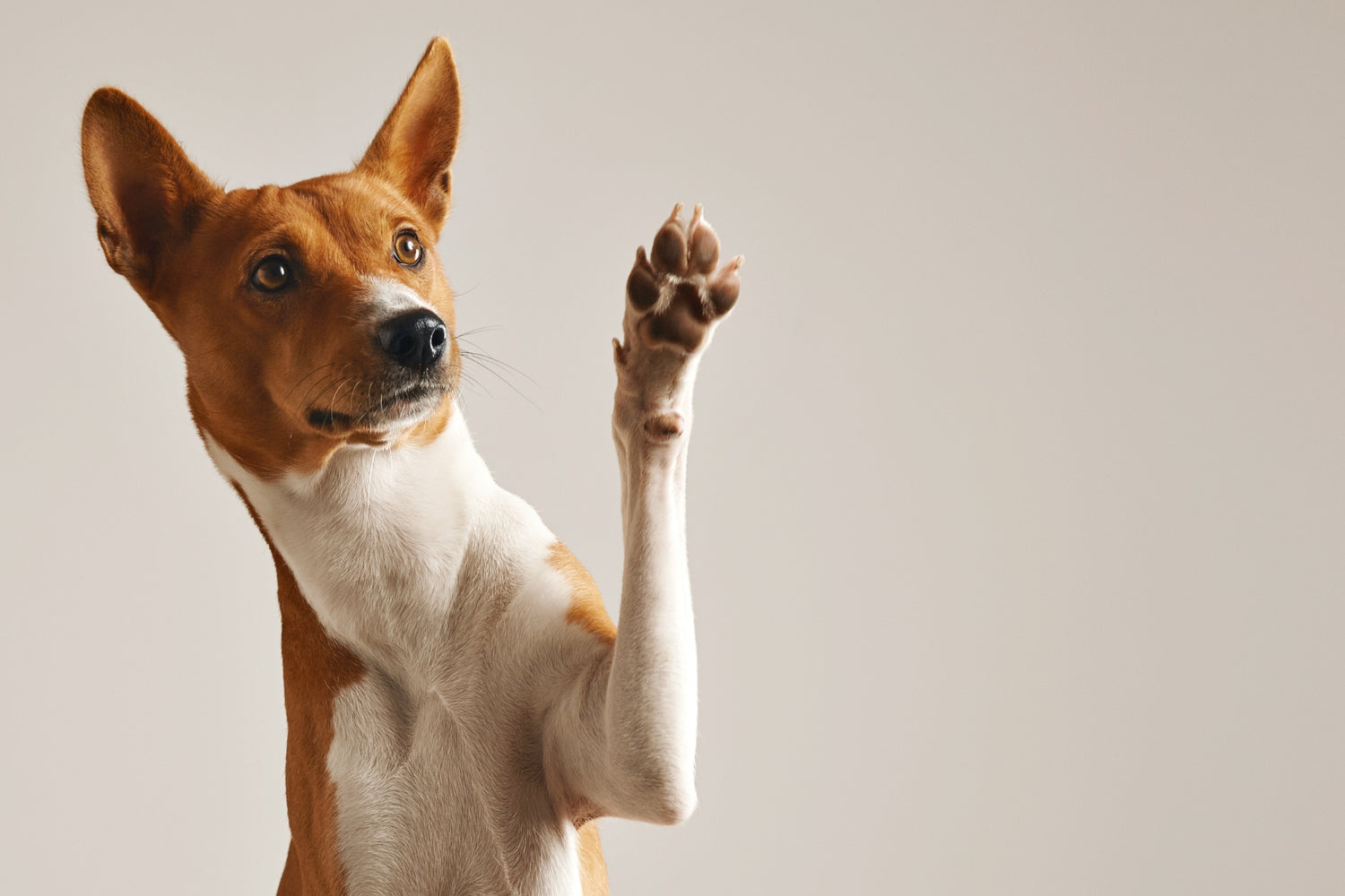Dogs and cats enjoying everyday life