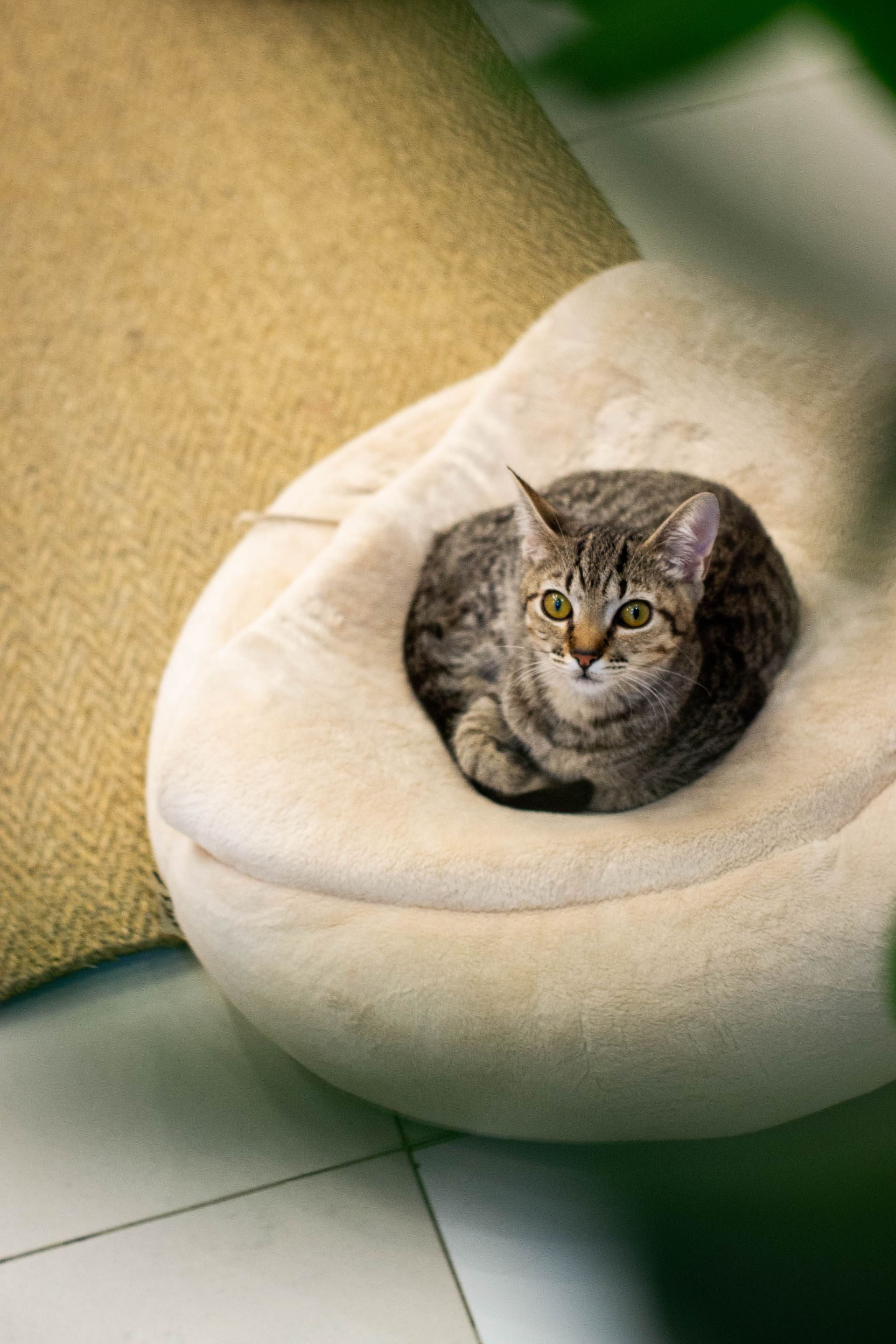 Pet relaxing at home